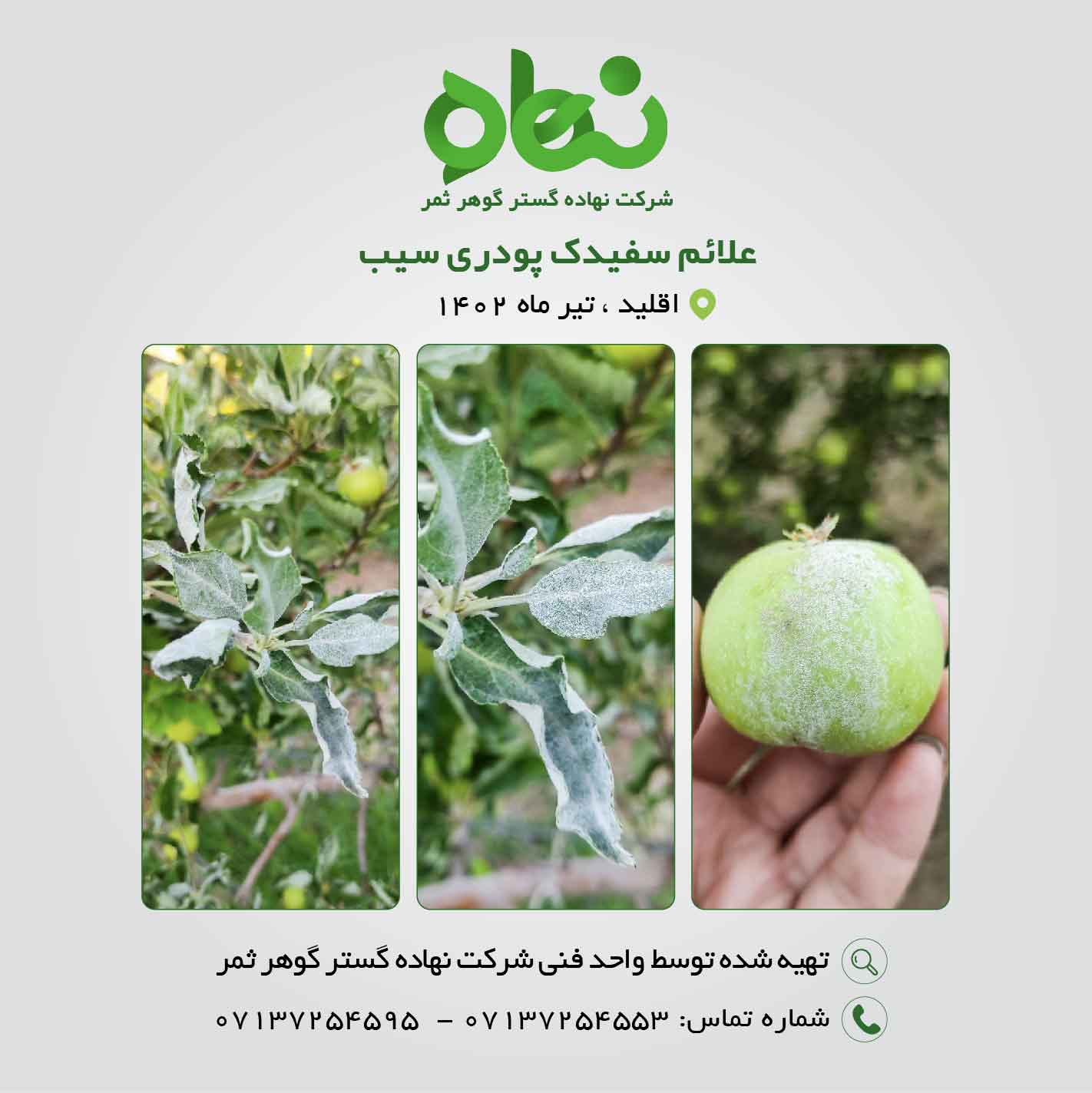 علائم سفیدک پودری سیب